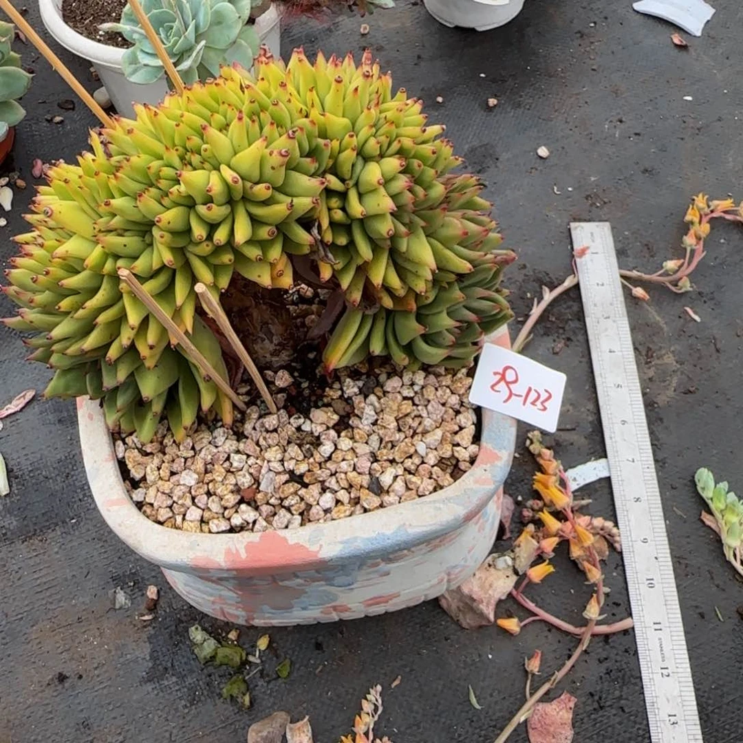 清纯缀化一物一拍 29-123