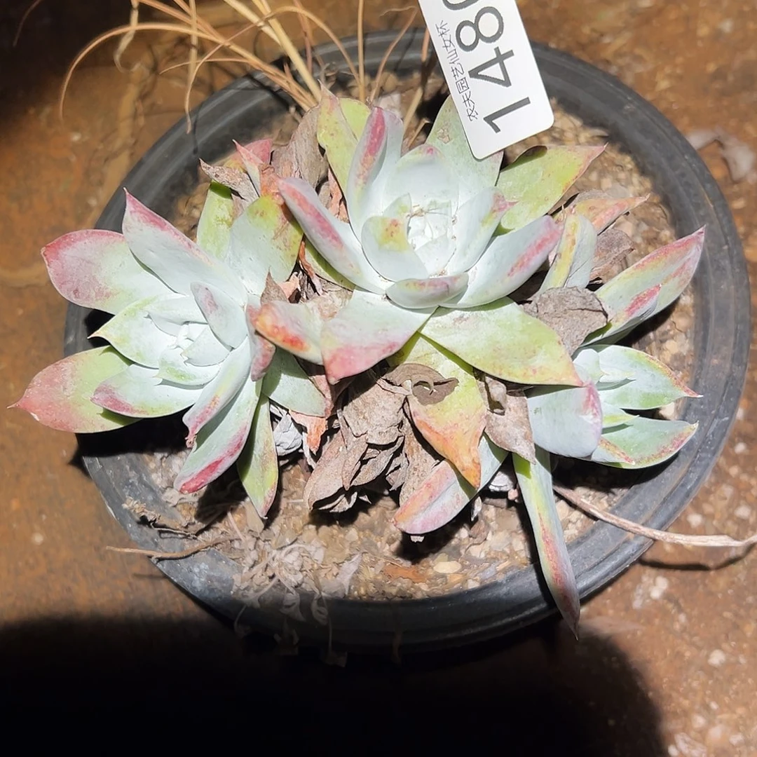 赛琳娜仙女杯多肉