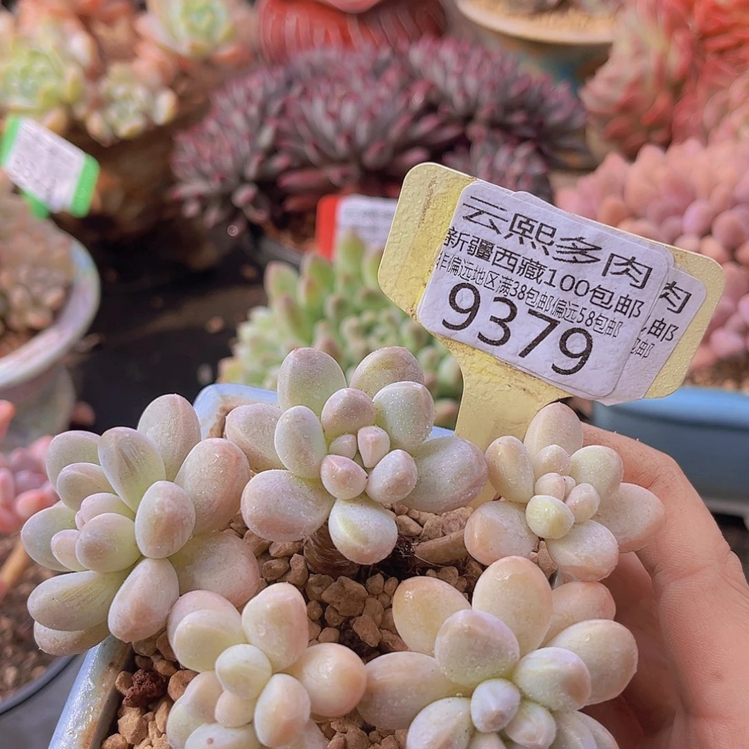 9379香玉多肉植物