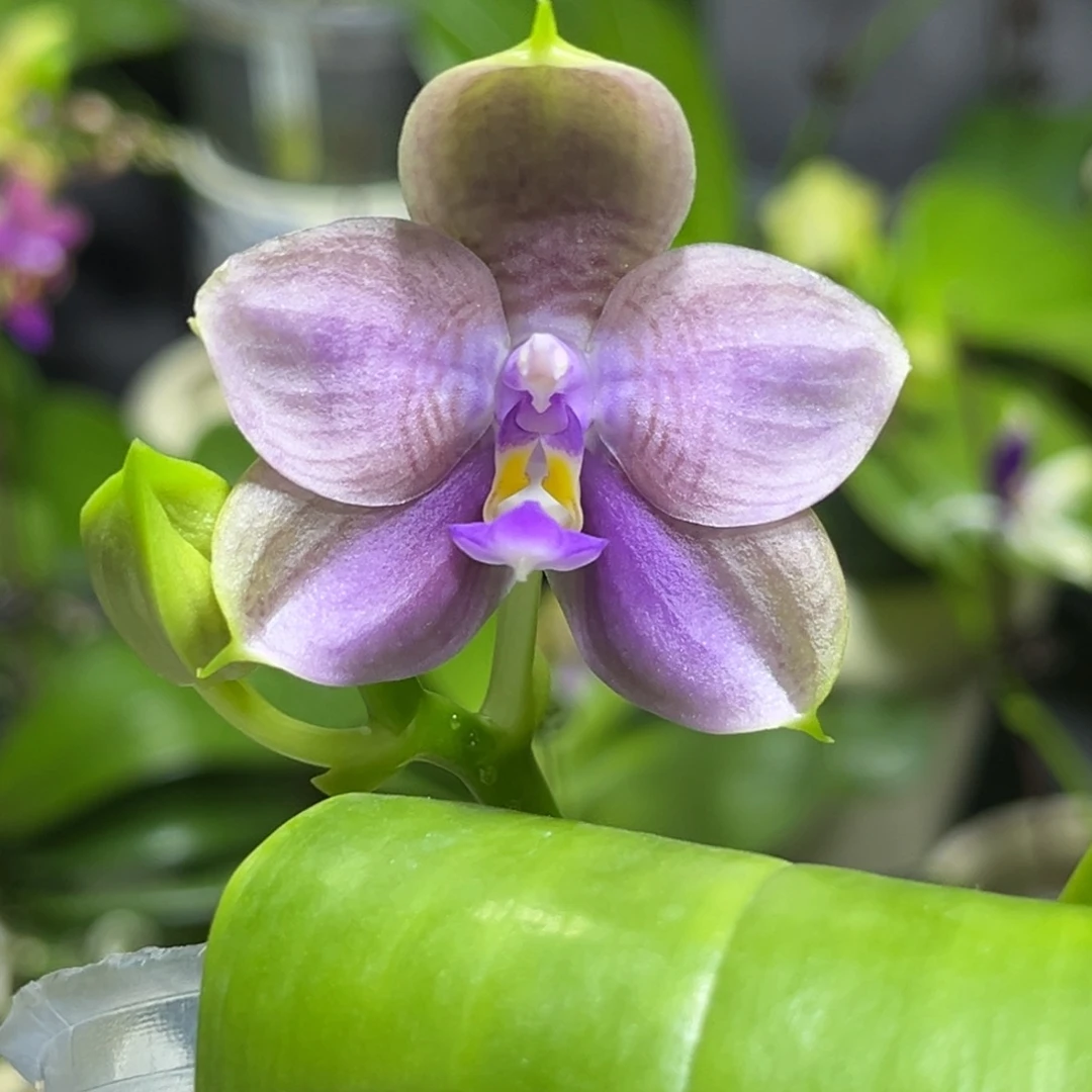 完全开放3寸216开花株