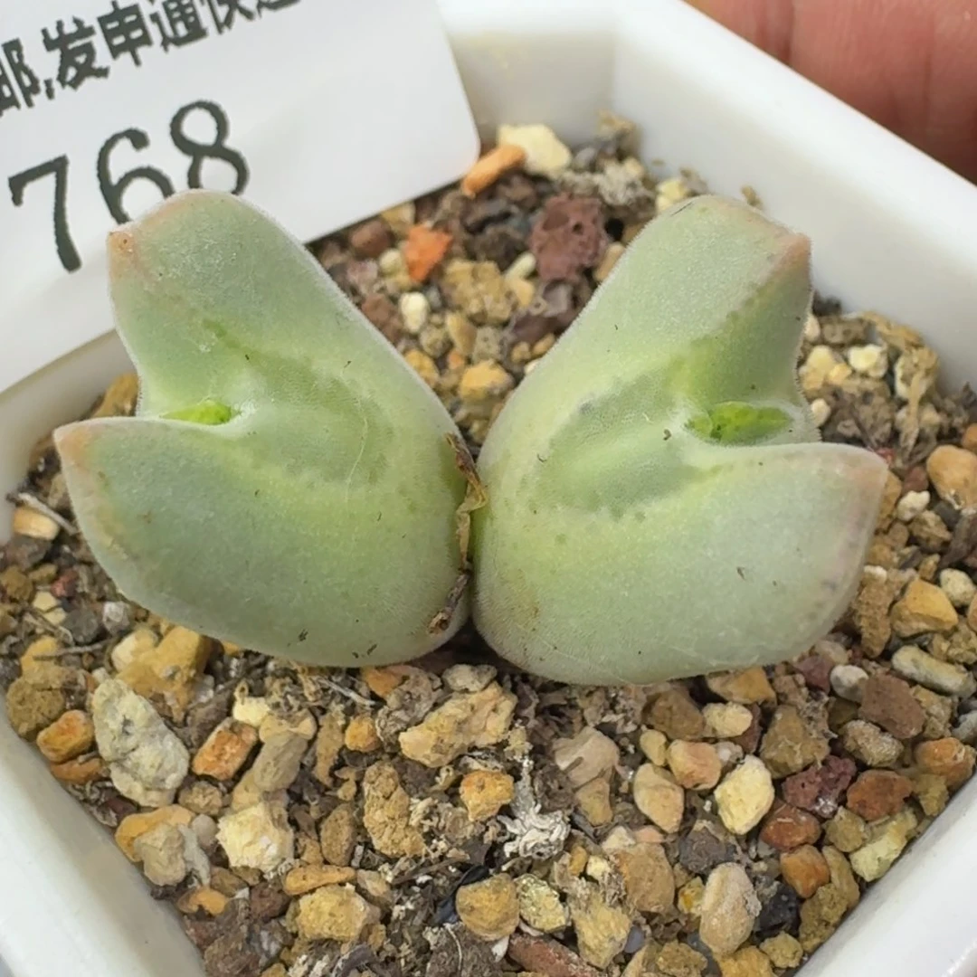 768 福利大眼睛。