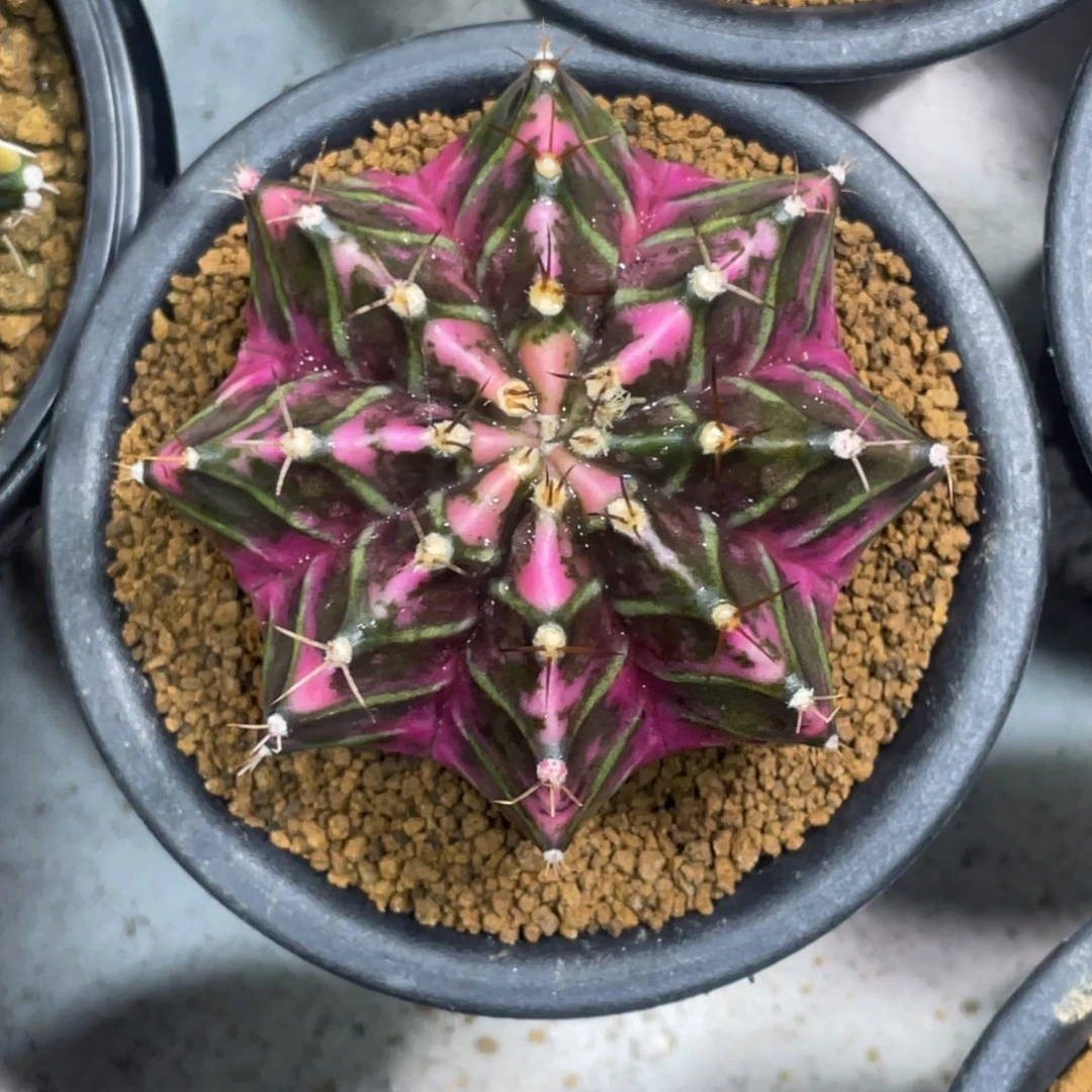 当前无花朵，栽培后可花朵紫粉臀虎斑