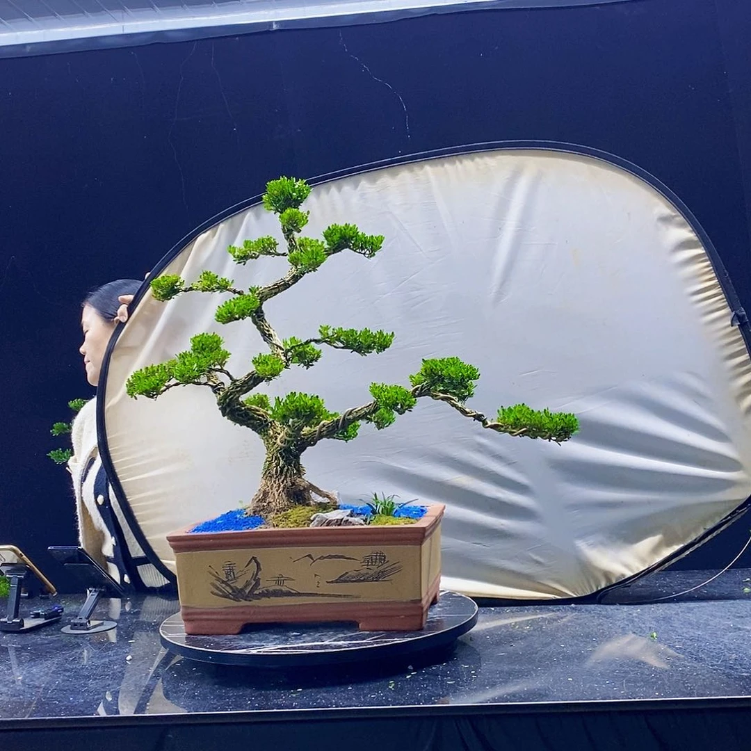 无花朵黄杨盆景造型