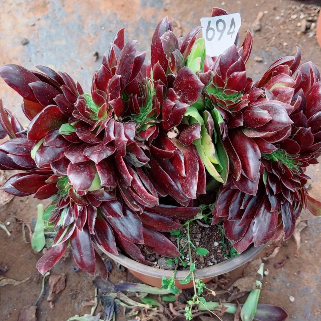 多肉植物694欧若拉