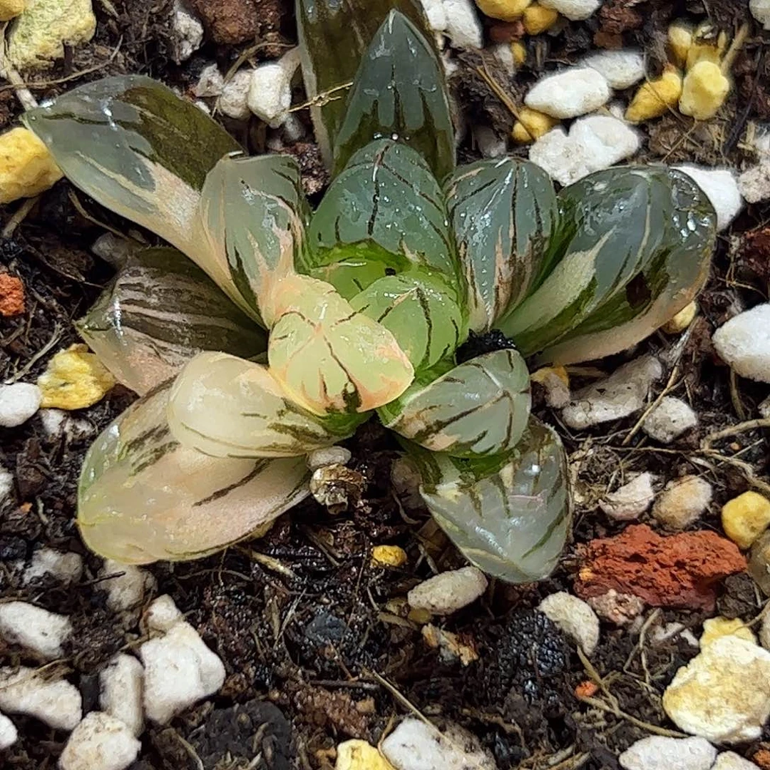 水晶锦十二卷多肉230