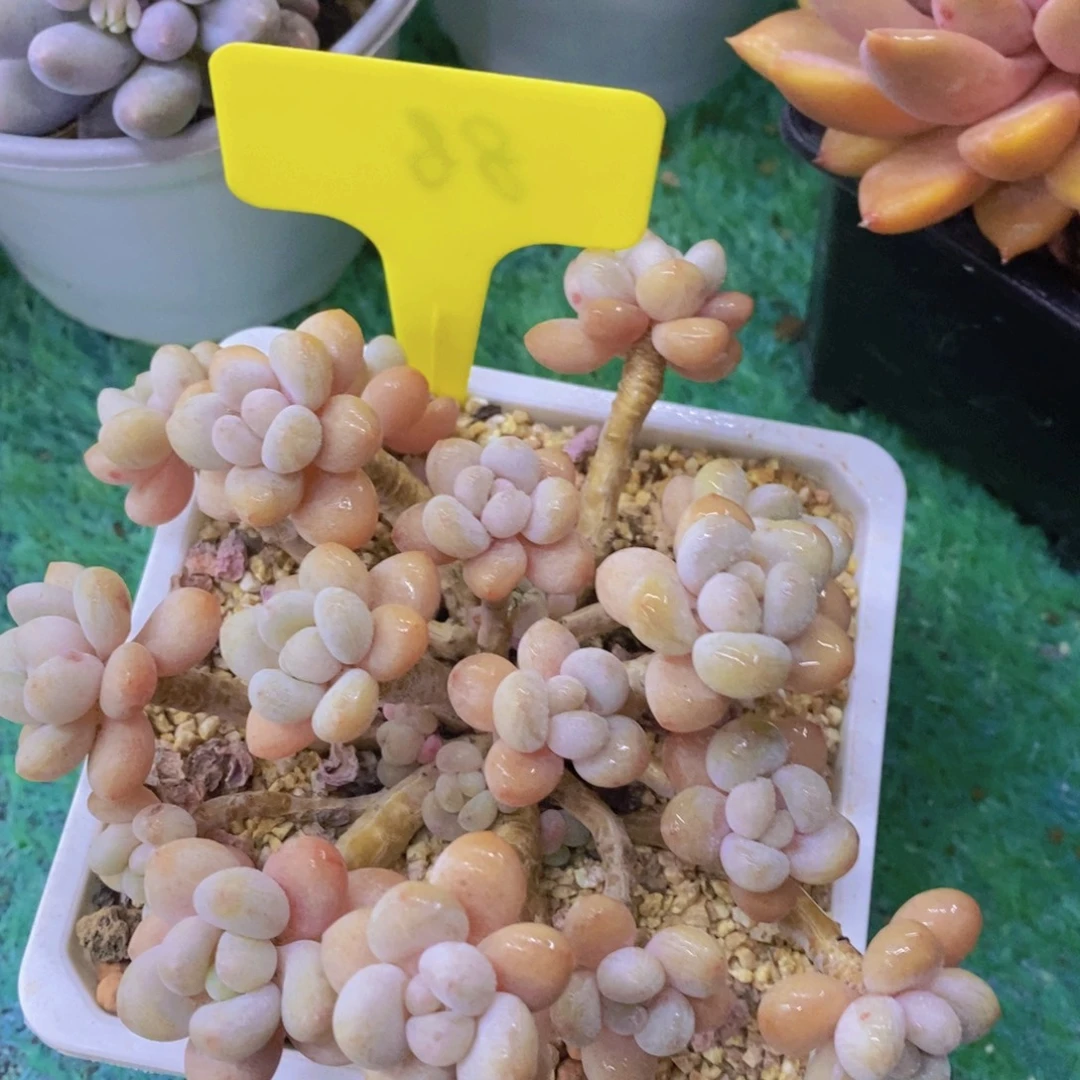 清货场，精品场一物一拍