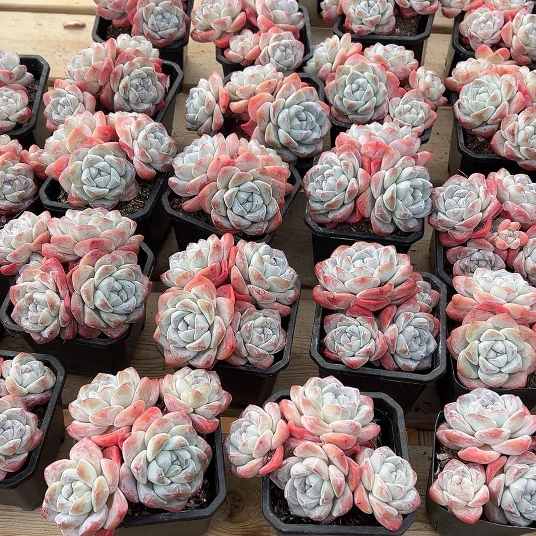 2颗，可挑哈哈哈哈