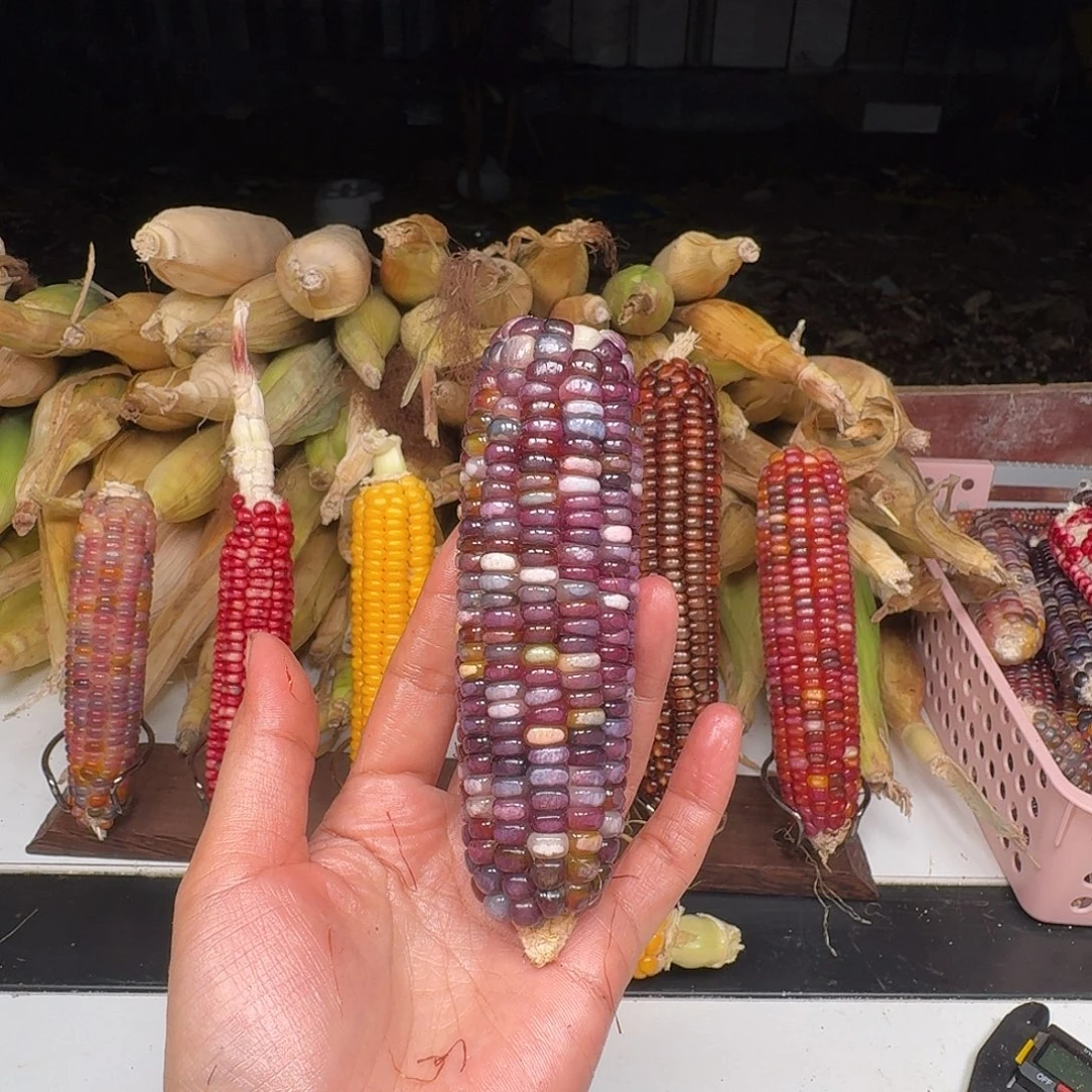 周***周柏香籽/百香籽吊坠