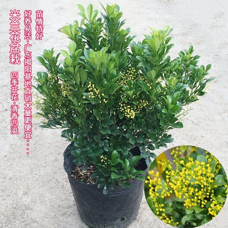 米兰花苗庭院阳台植物绿植花卉浓香型花好养花卉香水米兰四季常青