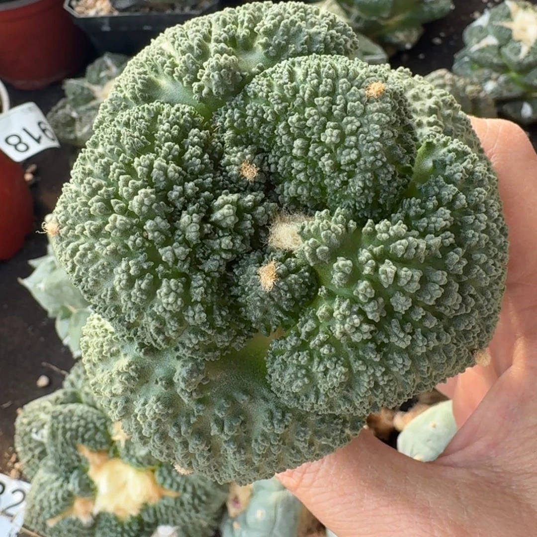 【闪购商品】超大尤密尤哥斯拉939微瑕疵