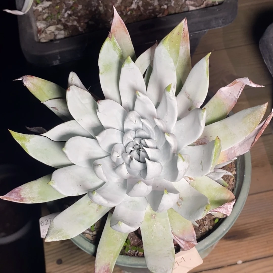 15号雪山仙女杯福利啦啦