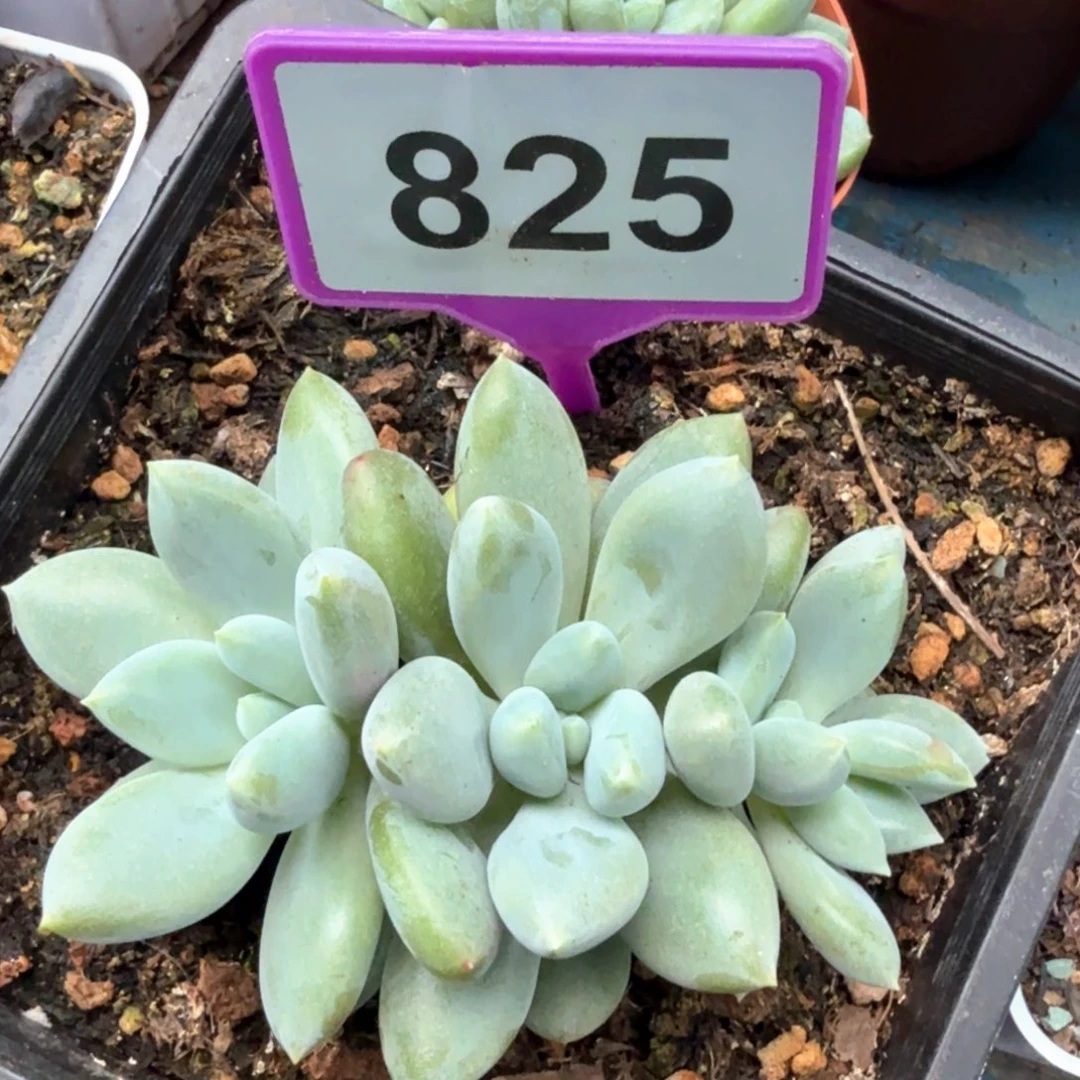 哥特多肉植物825.