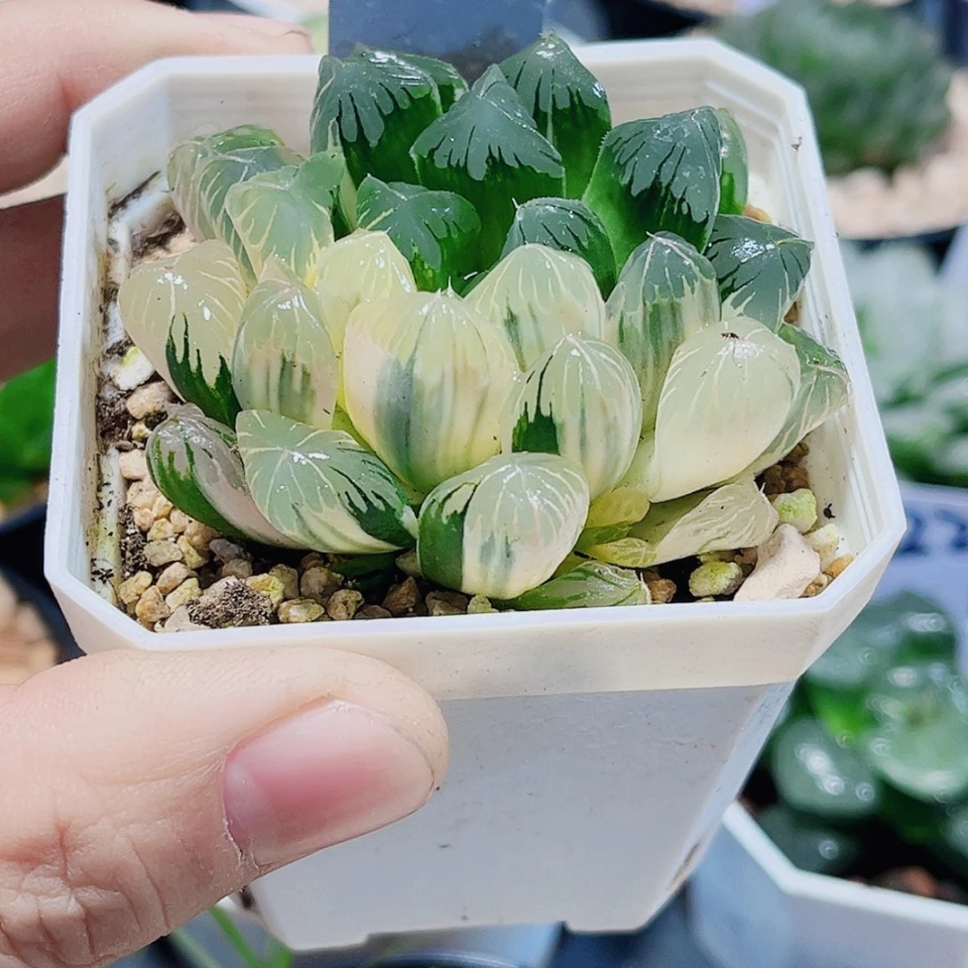 雨露锦一物一拍系列