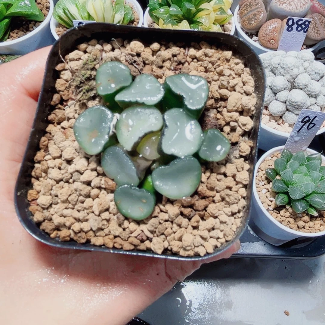 空门万象多肉植物6666