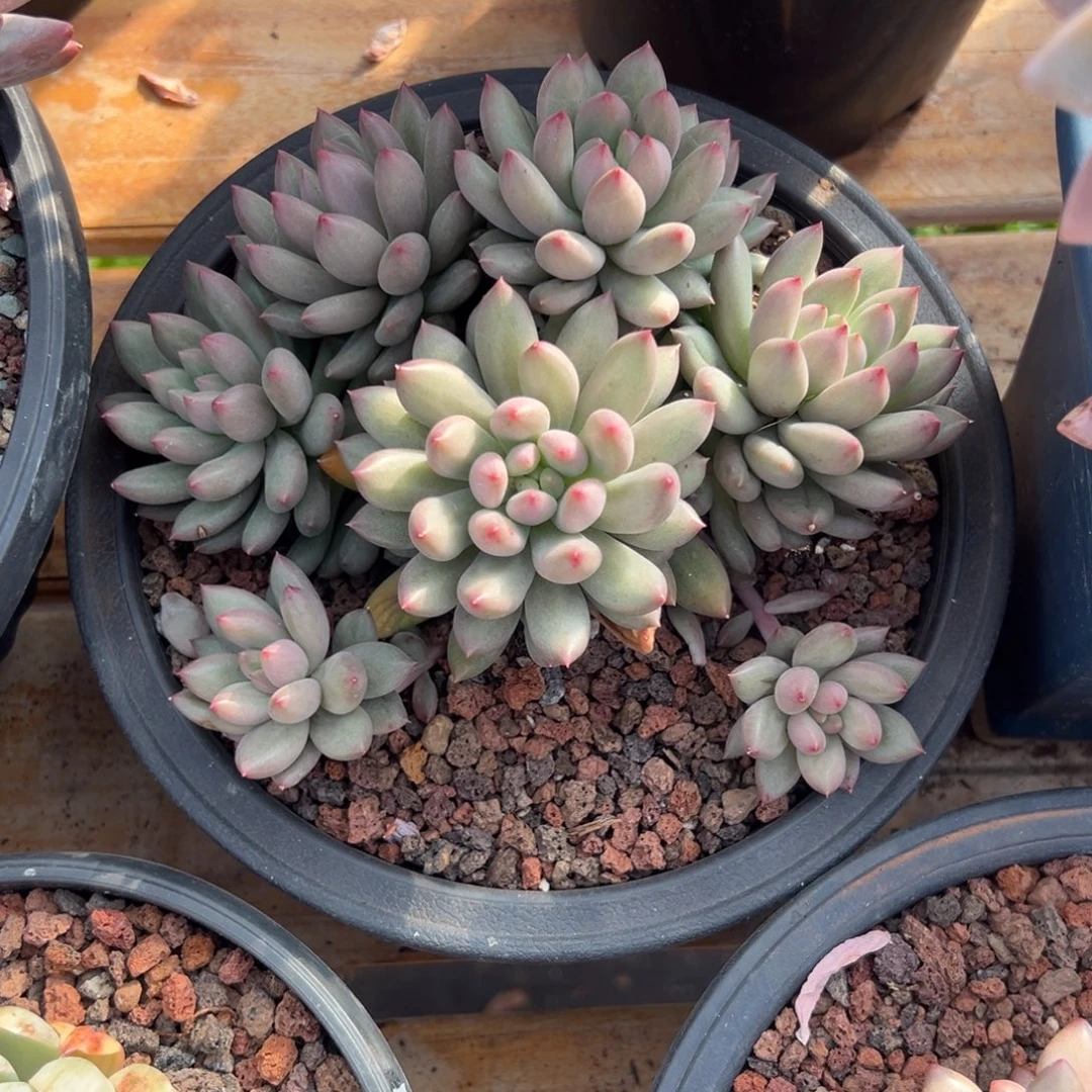 多肉岩字【非偏远地区满18包邮】