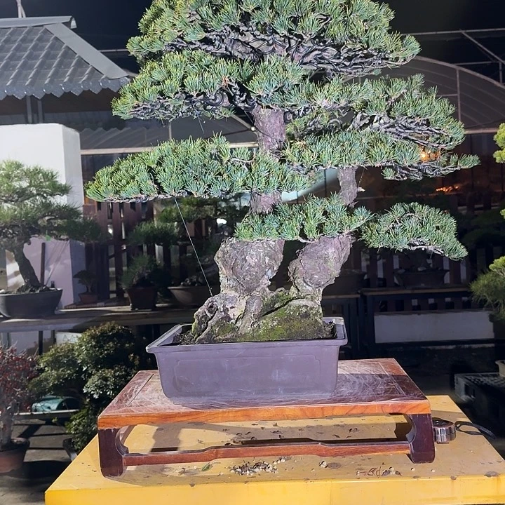 完全开放3000不包邮九重