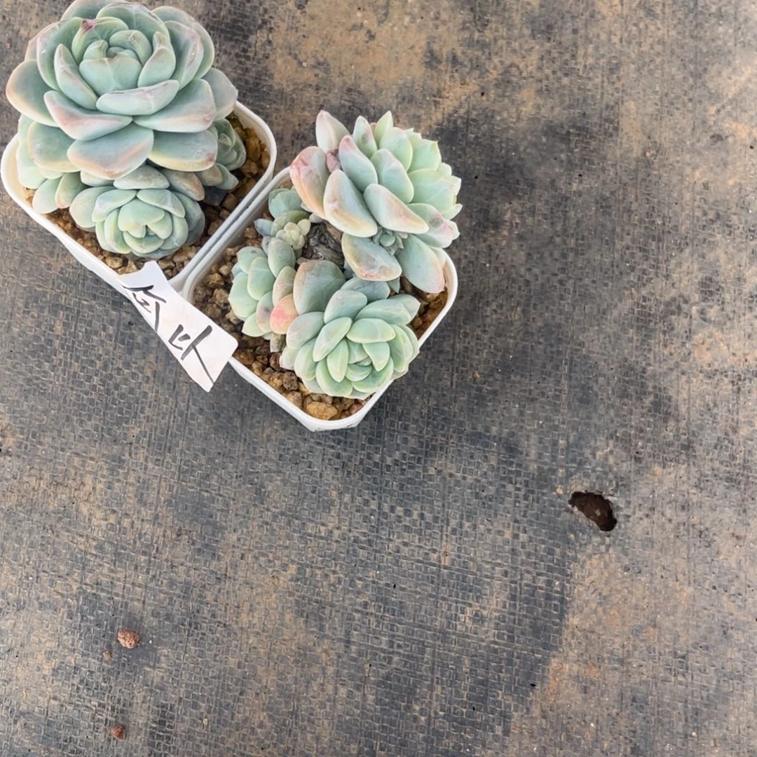 何以专拍冰玉群生多头