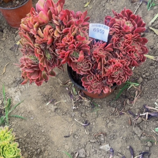 6959，粉女郎缀带土球