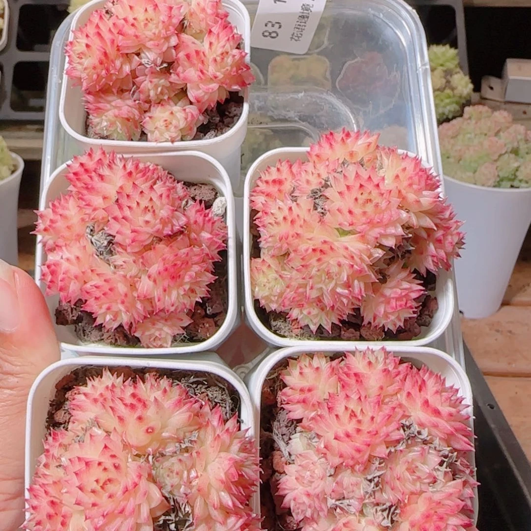 花语逸镜1114-83上量一个散