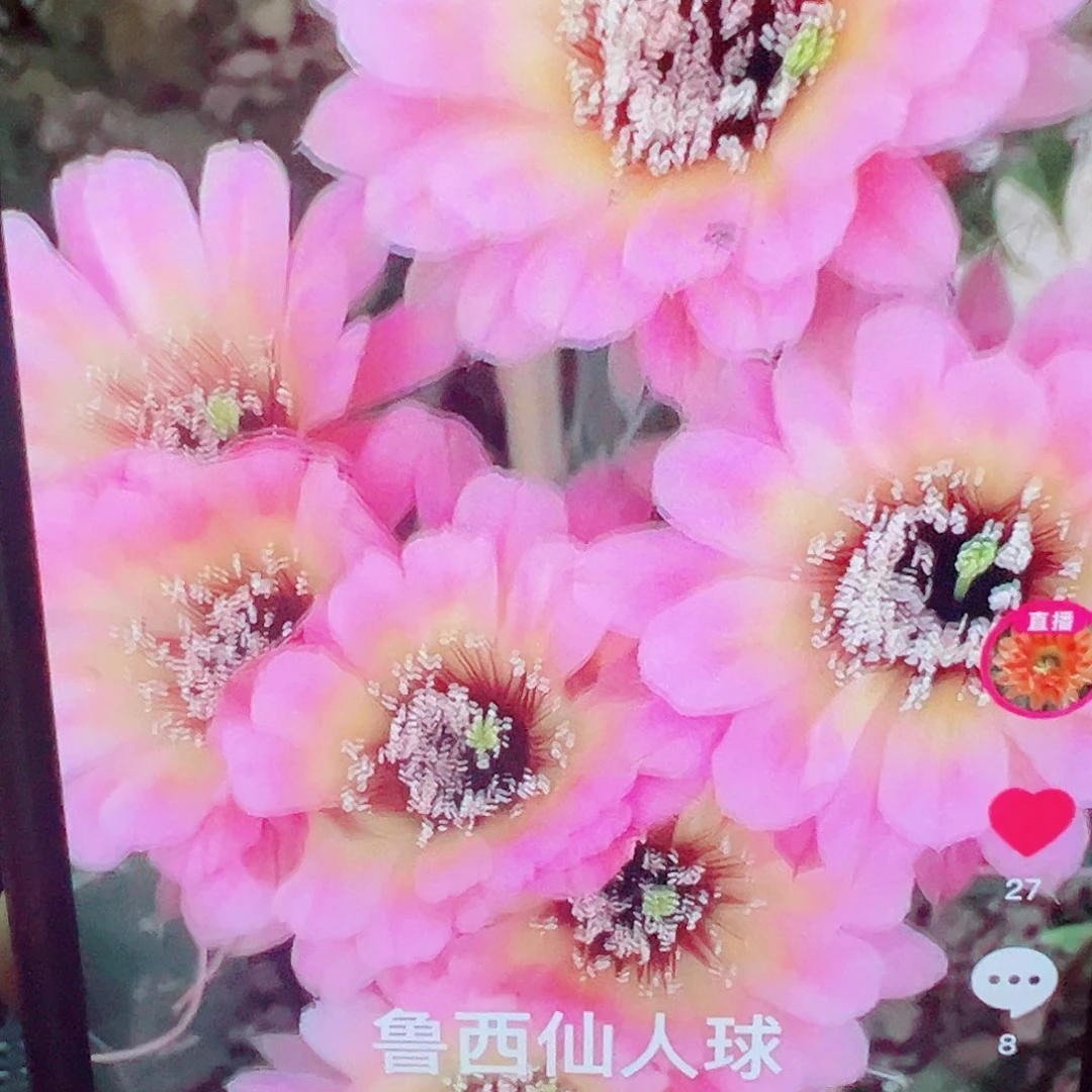 彩草 感恩 侧芽 满20包邮