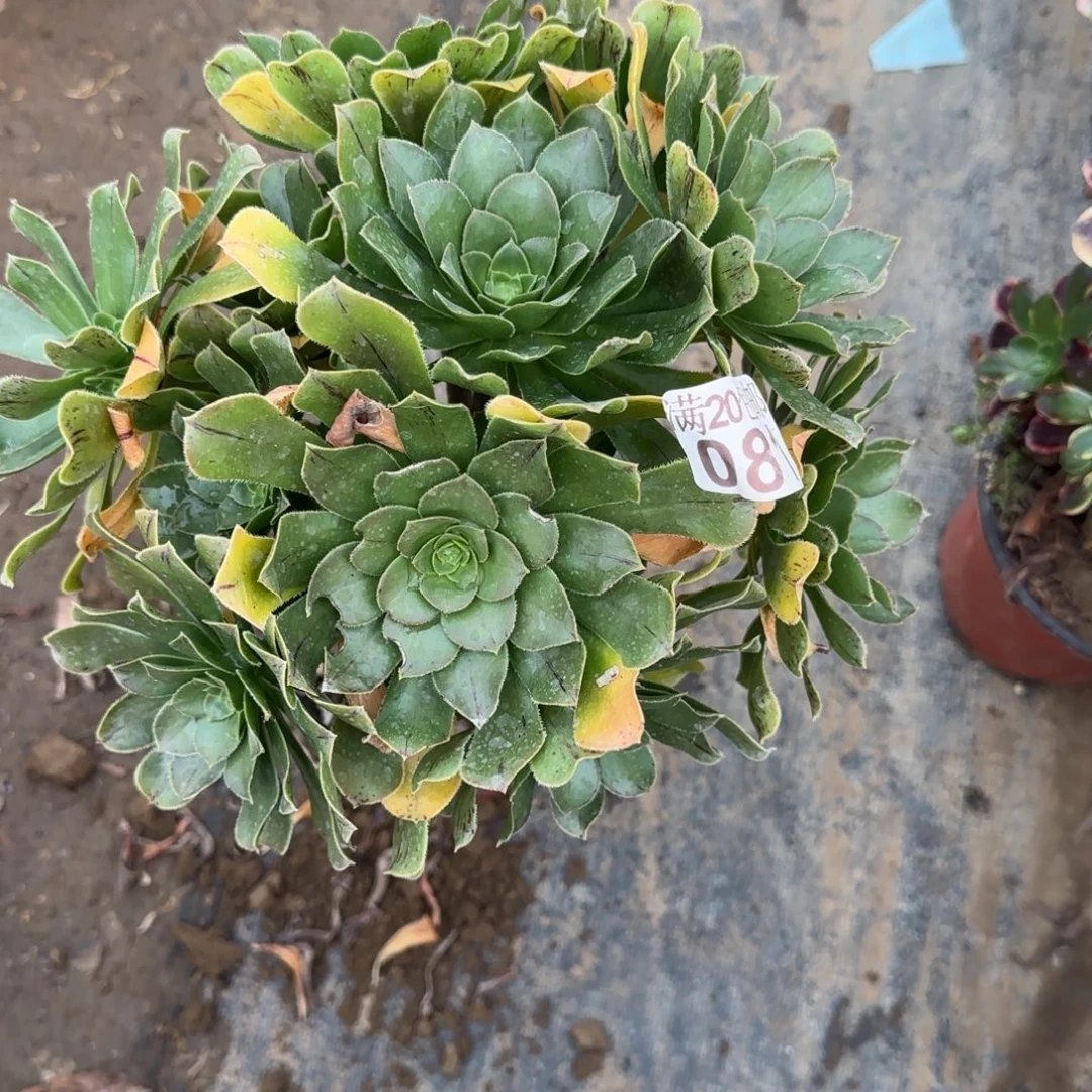 绿法师081满20包邮断枝不包