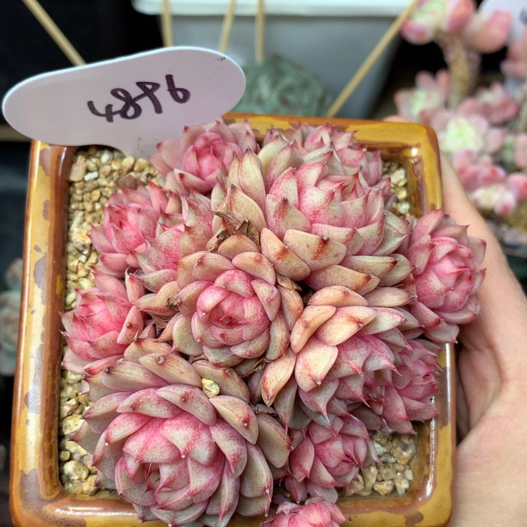 笨巴蒂斯无砍捧花群4896