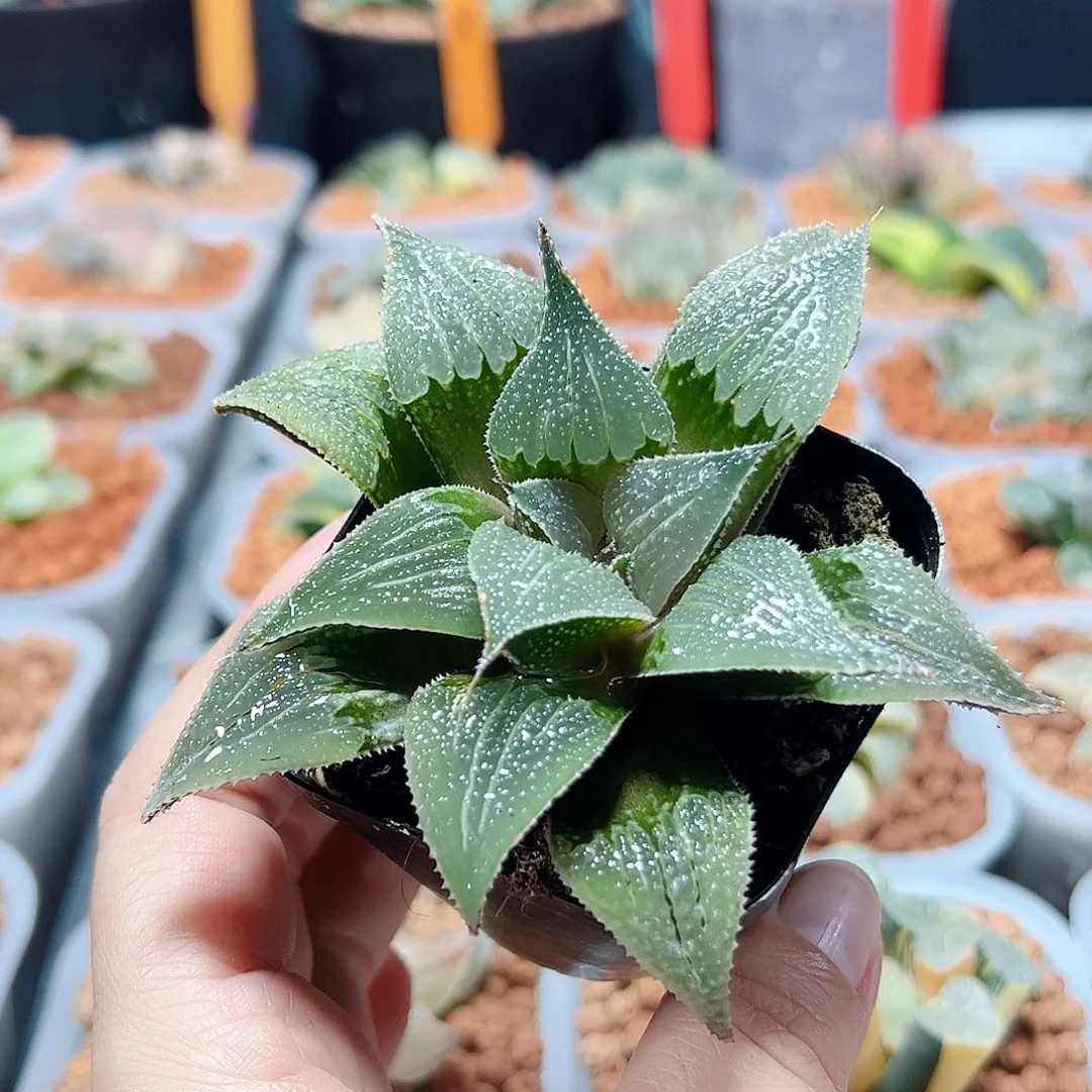 十二卷多肉舞藏1