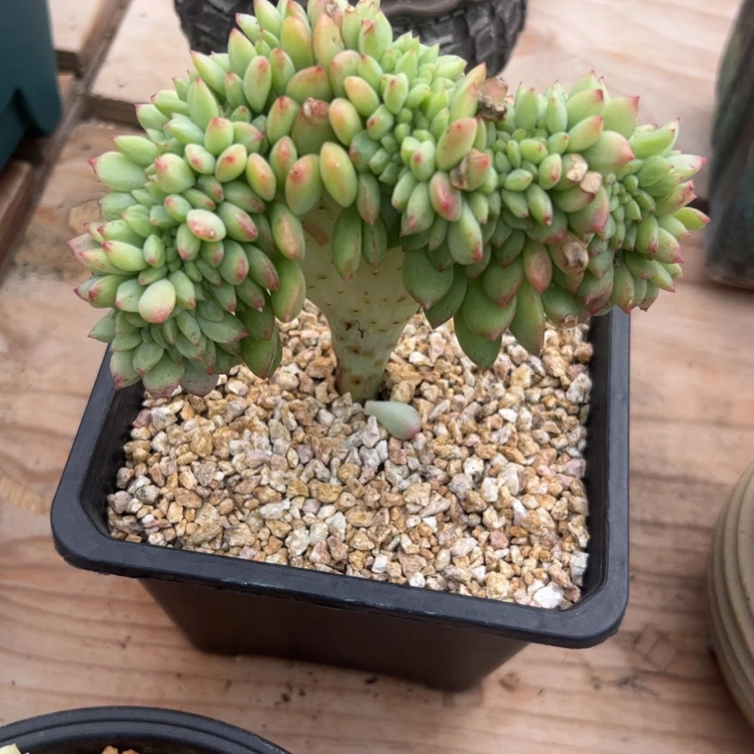 香草杂，一物一拍