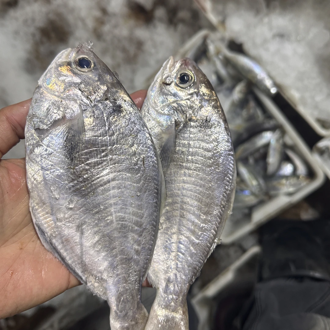 汕尾本港渔船 肉鲳鱼 南鲳鱼 肉质 乌前