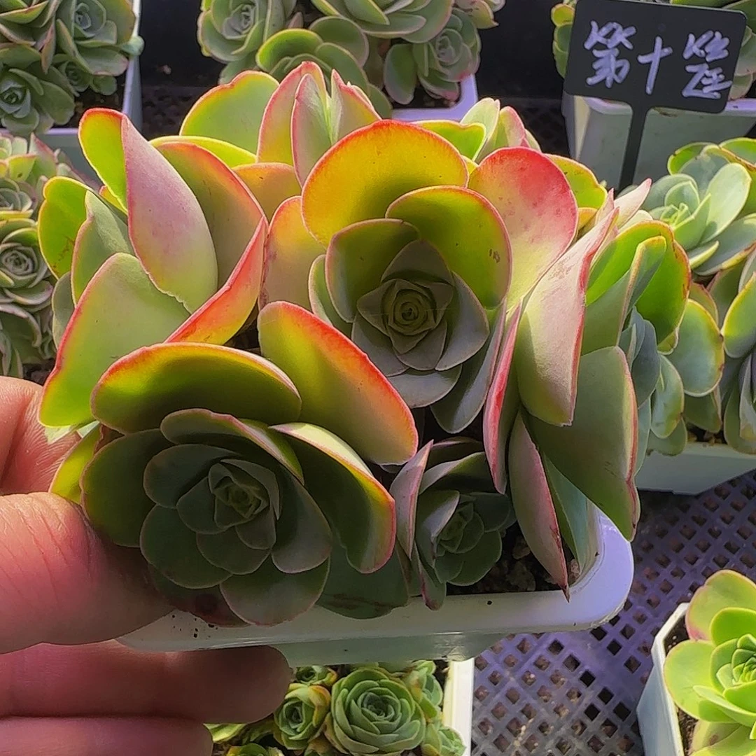 琶基大群 老桩非偏远包邮事妈勿拍