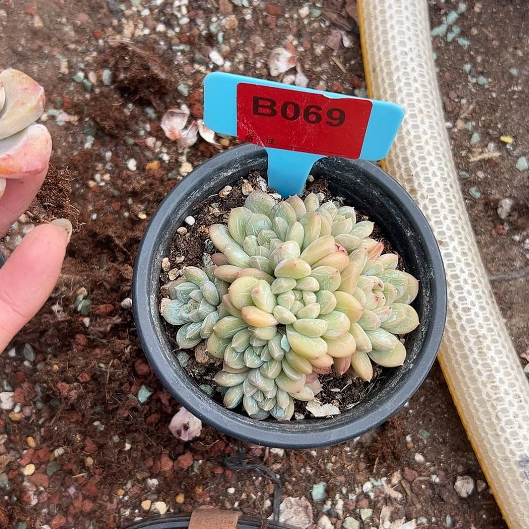 罐***干多肉植物一物一拍