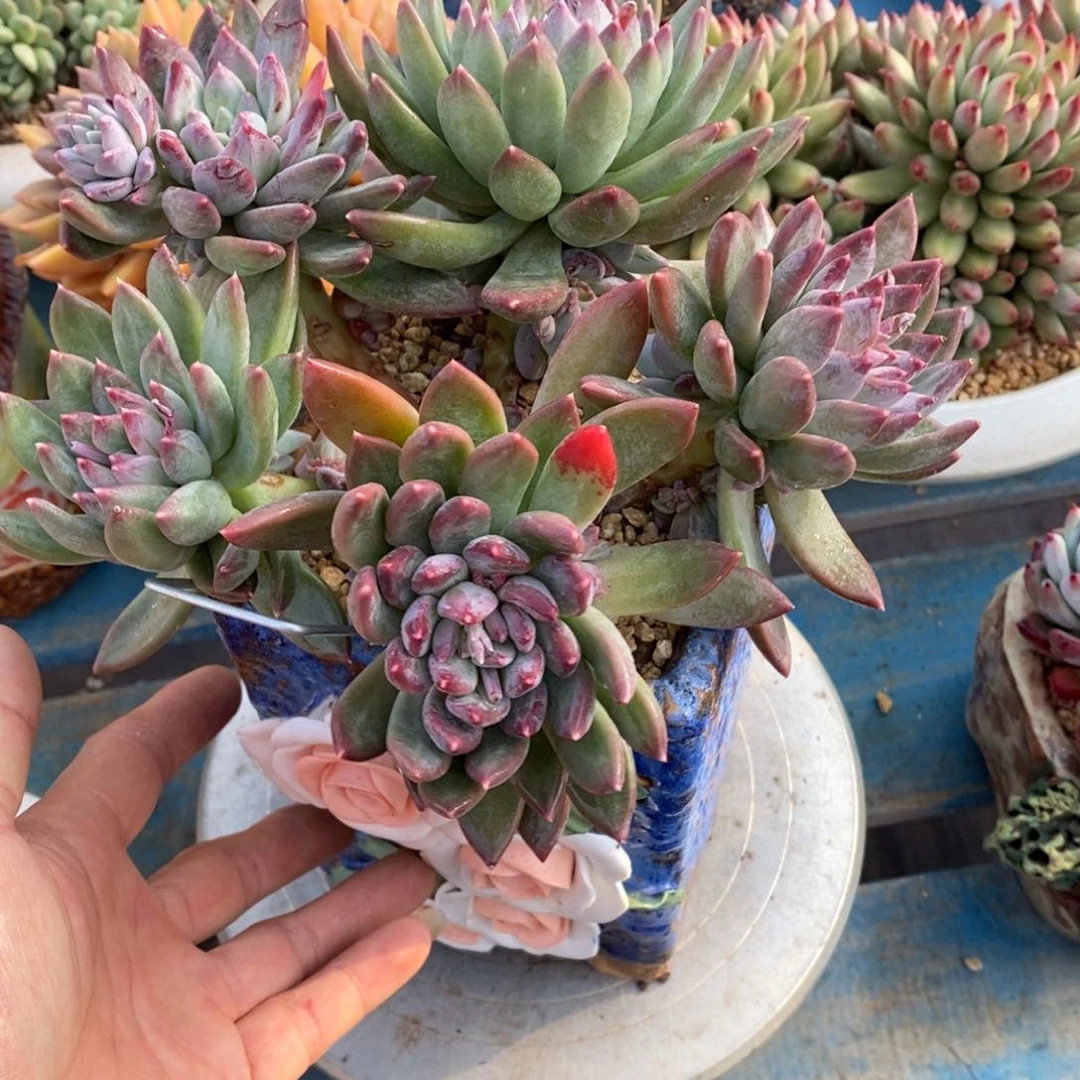 寄养多肉植物一物一拍
