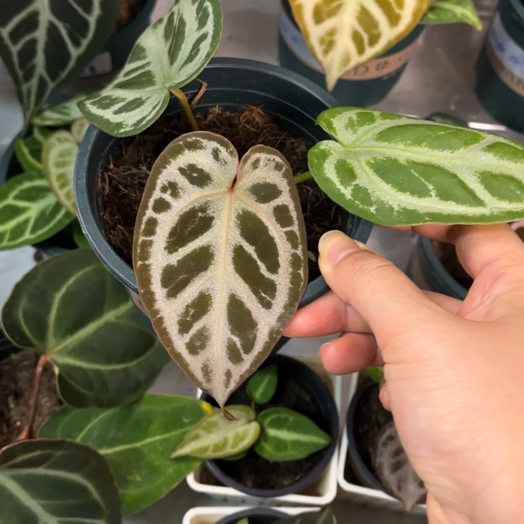 无花朵041 skg银杂银红