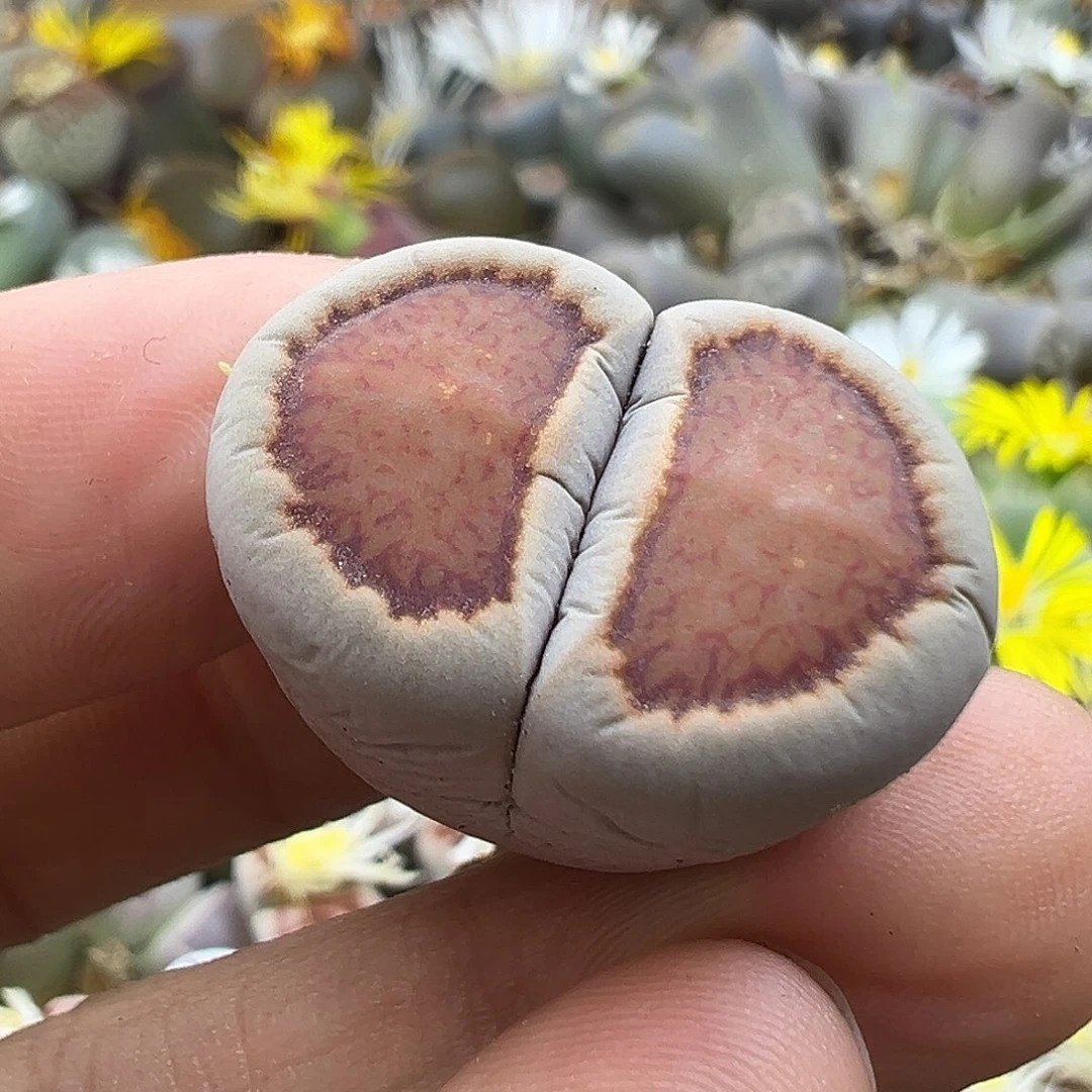 2534 生石花清货价格不作参考