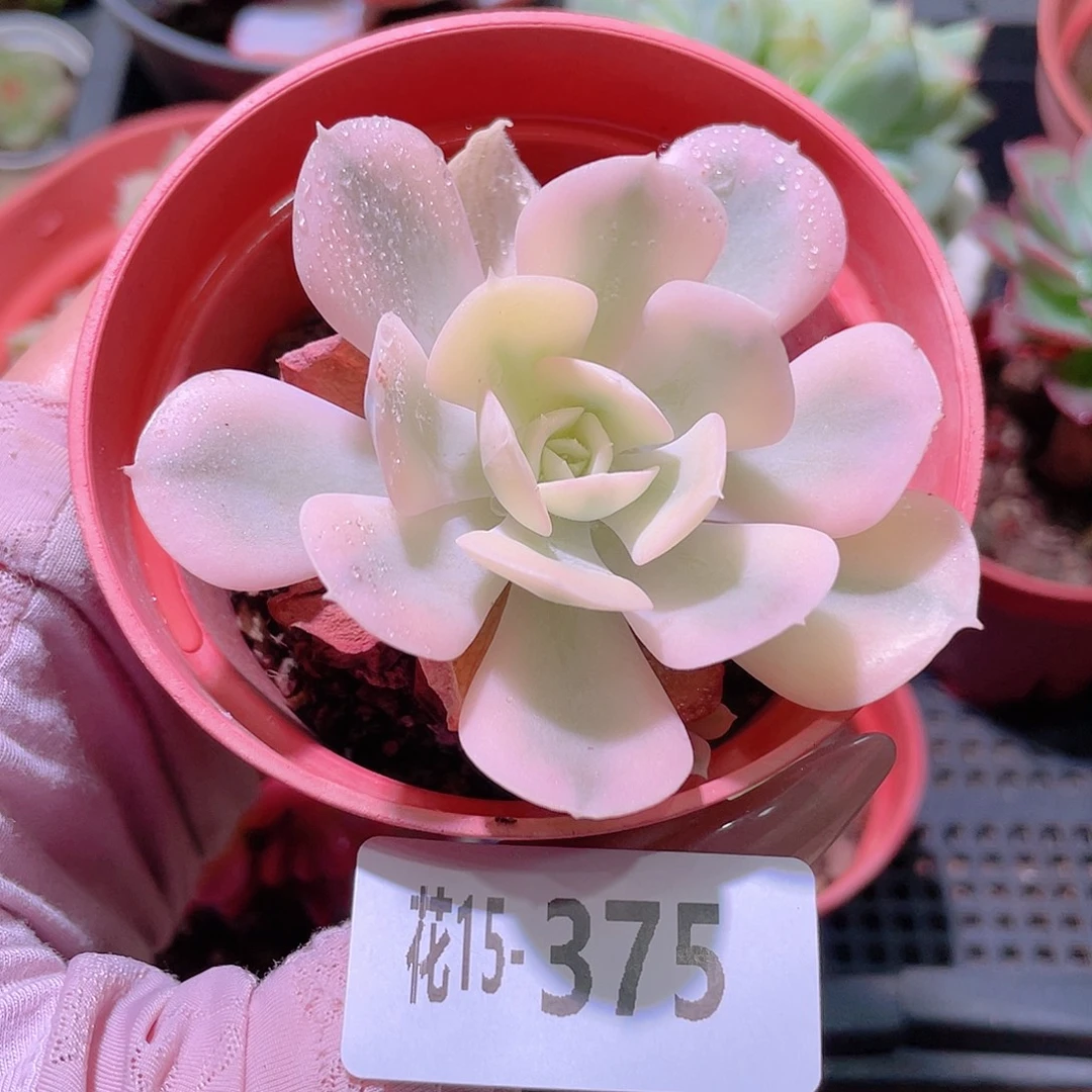 花利美15-375鲁氏锦
