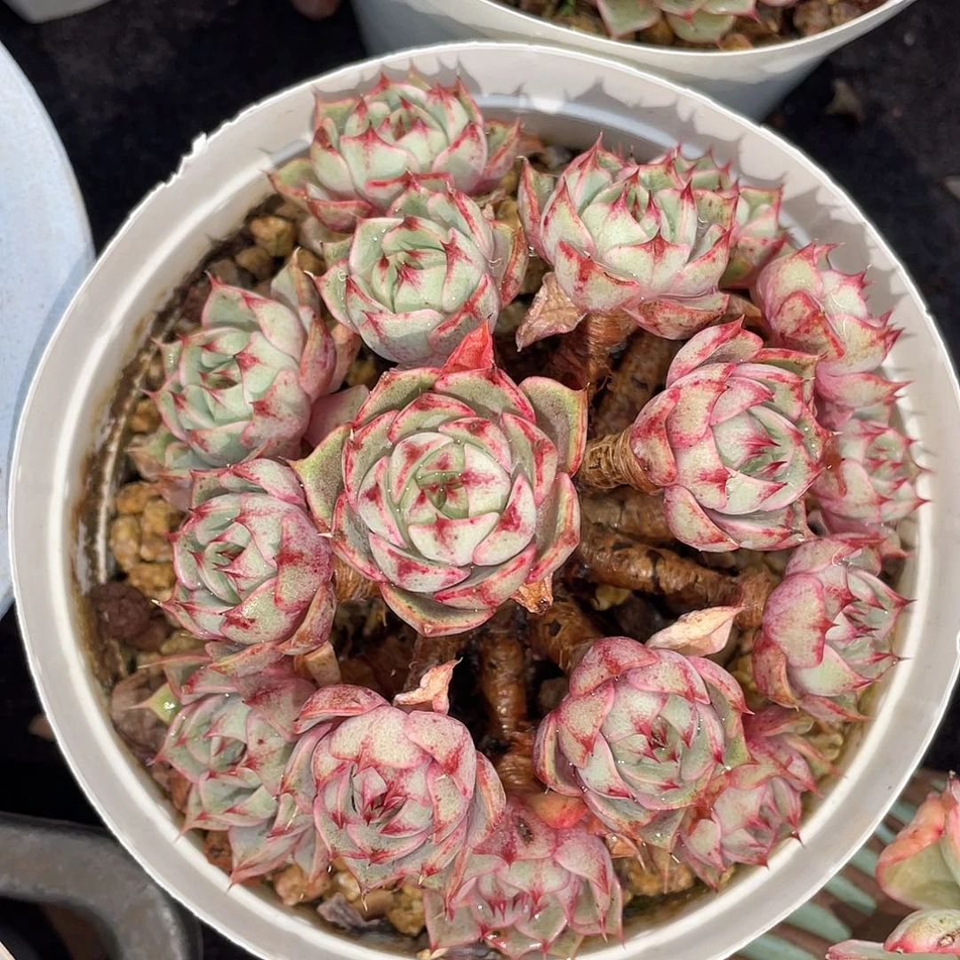 多肉植物一物一拍