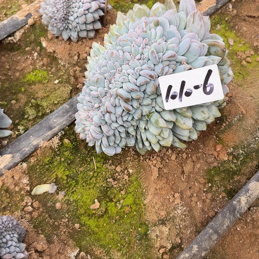 L***A1010-6橙子缀多肉地栽寄养