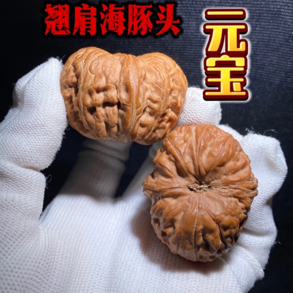 翘肩元宝 海豚头 全品正粉红皮色 脑门前凸圆溜 元宝品种的精品