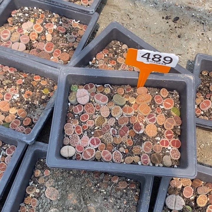 乐*生石花小苗489