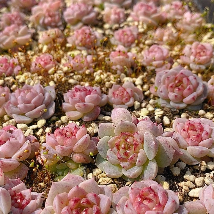 268 多肉植物组合盆栽植物