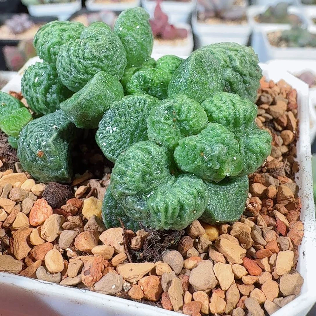阿离             