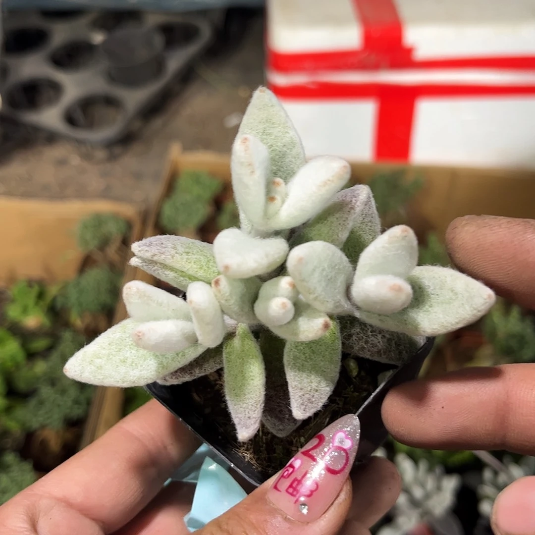 福兔耳单头发货有根发货