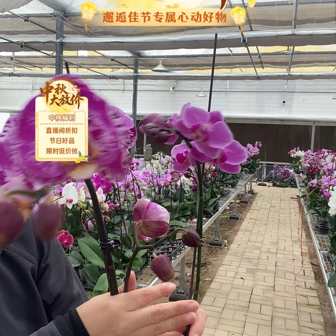 完全开放婚宴，藏宝图两颗组合
