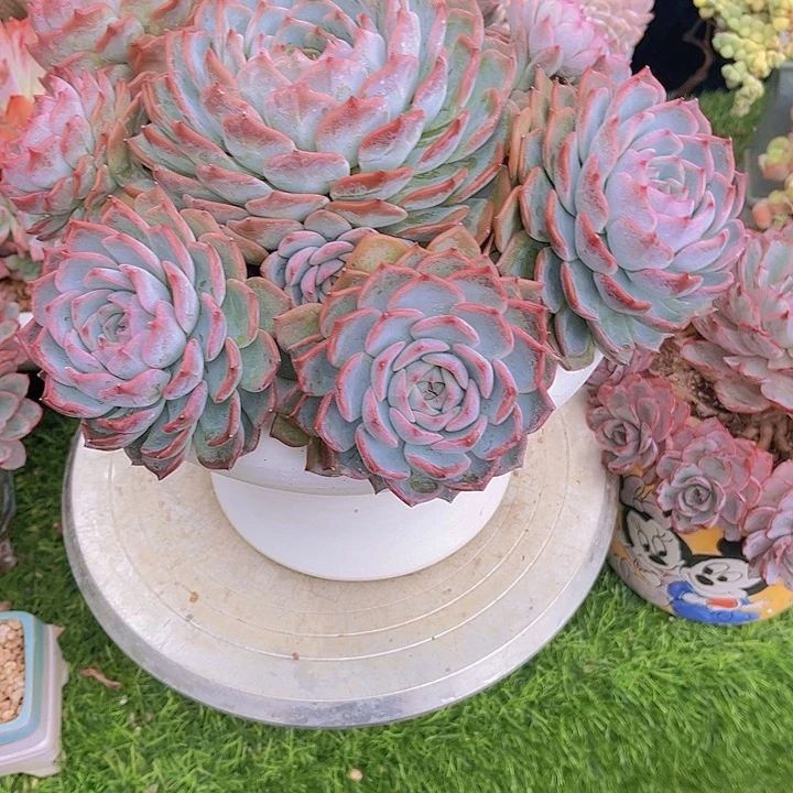 ****户带盆哈哈哈哈哈哈哈哈哈哈哈哈