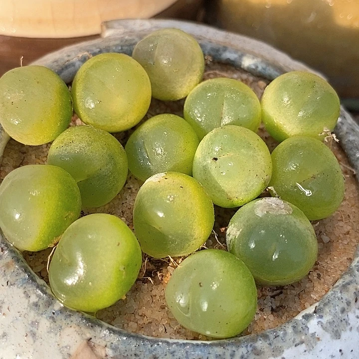 14531五年拉登一颗    1.4-1.5厘米