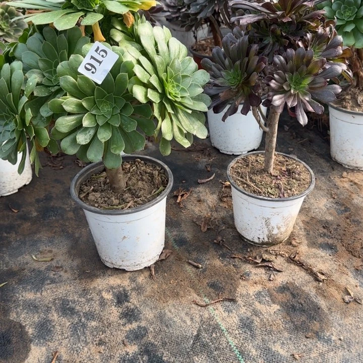 915绿法师➕黑法师包邮。