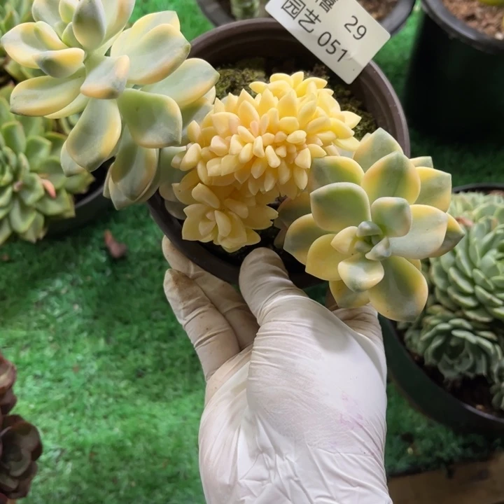 29-051美杏锦缀多肉植物