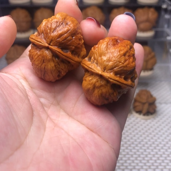 文玩核桃把件11龙脊妖蟾37尺