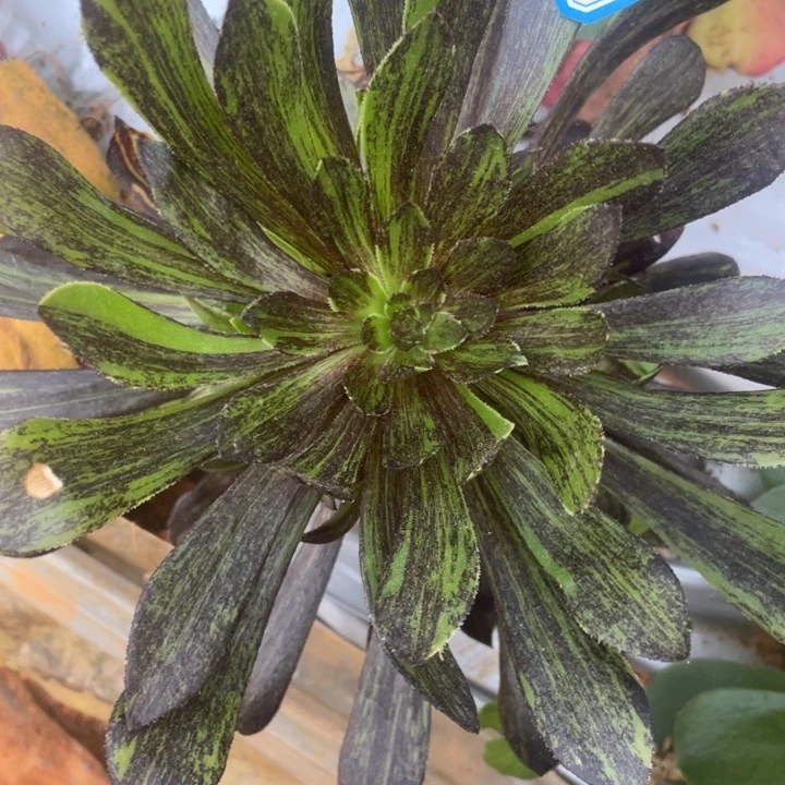 125魔法灰拉丝法师锦