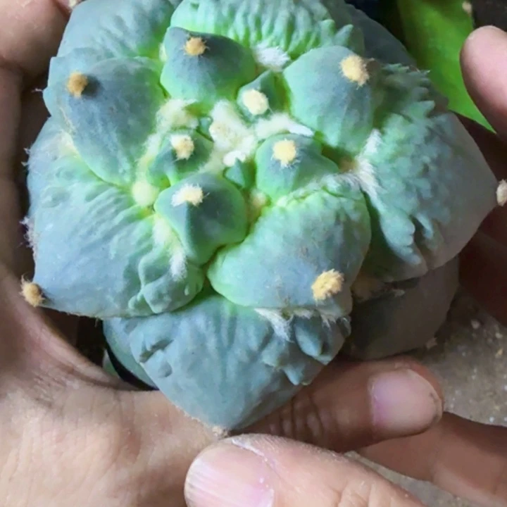 福利苗接大尤青瓷怒247